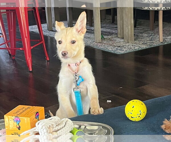 Medium Photo #3 Siberian Husky-Unknown Mix Puppy For Sale in Springdale, PA, USA