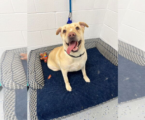 Medium Photo #2 American Staffordshire Terrier-Labrador Retriever Mix Puppy For Sale in Pierceton , IN, USA