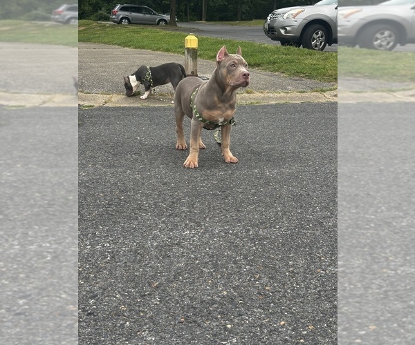 Medium Photo #2 American Bully Puppy For Sale in SEVERN, MD, USA