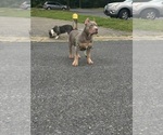 Small #1 American Bully