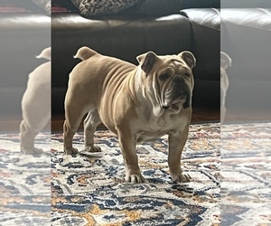 Mother of the Bulldog puppies born on 11/12/2022