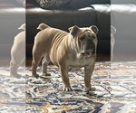 Small Photo #1 Bulldog Puppy For Sale in LIBERTY, MO, USA