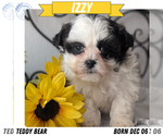 Puppy Izzy Zuchon
