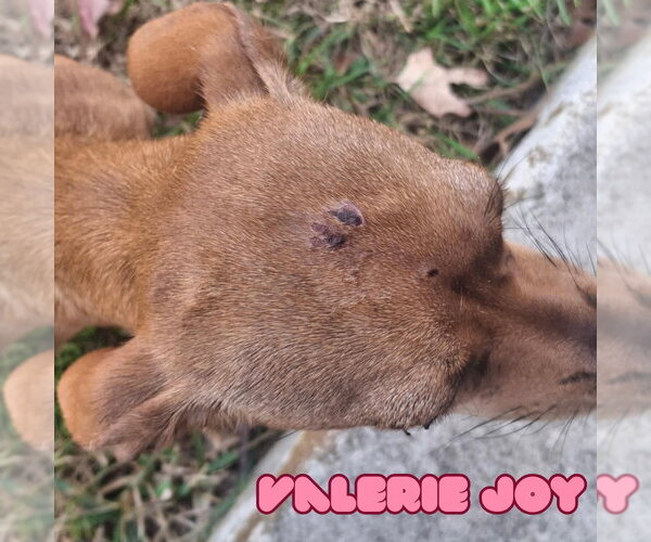 Medium Photo #20 Chiweenie Puppy For Sale in San Antonio, TX, USA