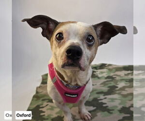 Beagle-Chihuahua Mix Dogs for adoption in Princeton, MN, USA