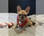 Small Photo #1 French Bulldog Puppy For Sale in PALO ALTO, CA, USA