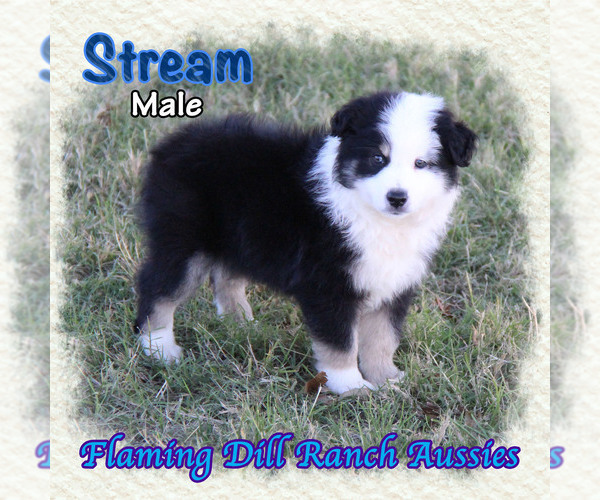 Full screen Photo #2 Miniature Australian Shepherd Puppy For Sale in FORESTBURG, TX, USA