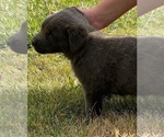 Small Photo #28 Cane Corso Puppy For Sale in BELGRADE, MT, USA