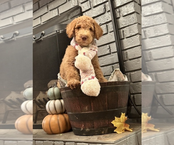 Medium Photo #3 Poodle (Standard) Puppy For Sale in SIMPSONVILLE, SC, USA