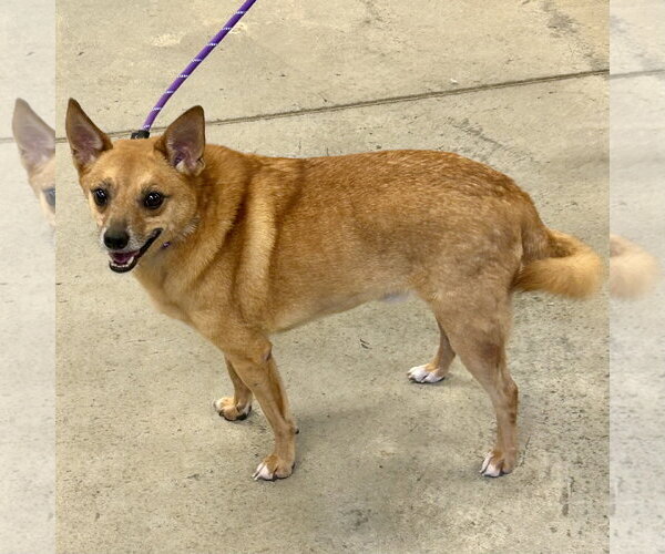 Medium Photo #5 Chihuahua-Finnish Spitz Mix Puppy For Sale in Batavia, OH, USA