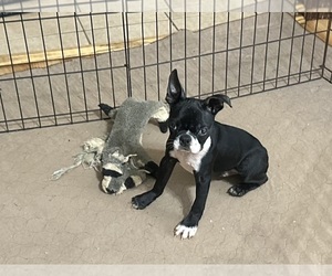 Boston Terrier Puppy for sale in GLOUCESTER, VA, USA