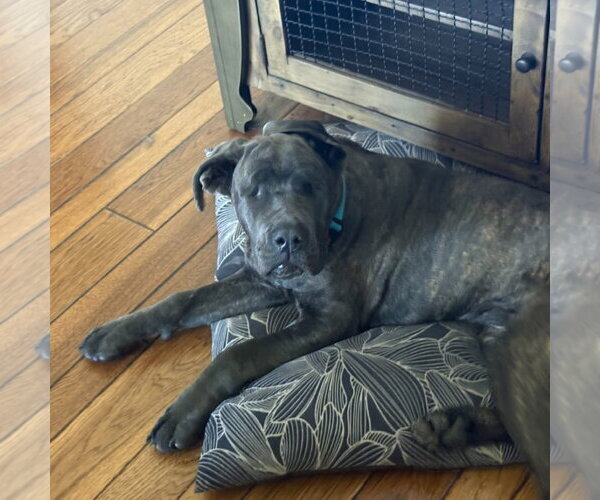 Medium Photo #3 Mutt Puppy For Sale in Goodyear, AZ, USA