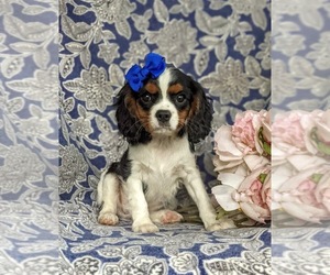 Cavalier King Charles Spaniel Puppy for sale in STEVENS, PA, USA