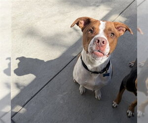 American Pit Bull Terrier Dogs for adoption in Berkeley , CA, USA