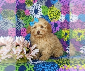 Poodle (Toy) Puppy for sale in CHRISTIANA, PA, USA