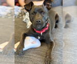 Small #1 Mutt