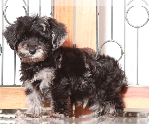 Medium Photo #2 YorkiePoo Puppy For Sale in NAPLES, FL, USA