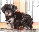 Small #1 YorkiePoo