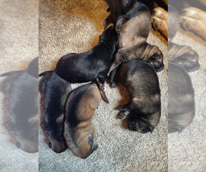 German Shepherd Dog Puppy for Sale in BEAVER FALLS, Pennsylvania USA