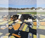 Small Photo #2 Basset Hound Puppy For Sale in SCIPIO, IN, USA