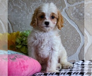 Medium Cavachon