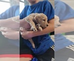 Small Photo #8 Goldendoodle-Poodle (Standard) Mix Puppy For Sale in OVIEDO, FL, USA