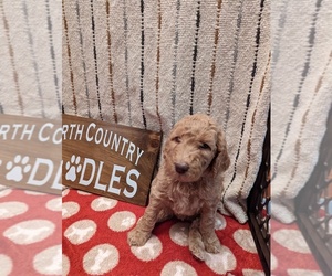 Goldendoodle Puppy for sale in PERU, NY, USA
