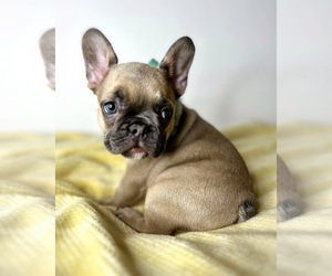French Bulldog Puppy for sale in OJAI, CA, USA