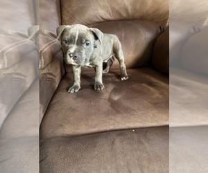 American Bully Puppy for sale in KEESEVILLE, NY, USA