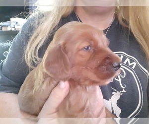 Irish Setter Puppy for Sale in BEAVERTON, Michigan USA