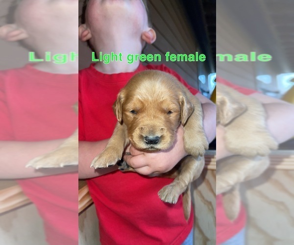 Medium Photo #4 Golden Retriever Puppy For Sale in PHIL CAMPBELL, AL, USA