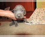 Puppy Dante Weimaraner