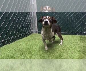 Chihuahua Dogs for adoption in Downey, CA, USA