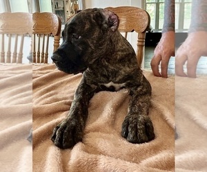 Cane Corso Puppy for sale in ANSON, TX, USA