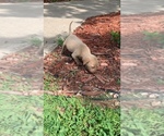 Small #21 Labrador Retriever