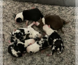 Great Dane Litter for sale in ANTLERS, OK, USA