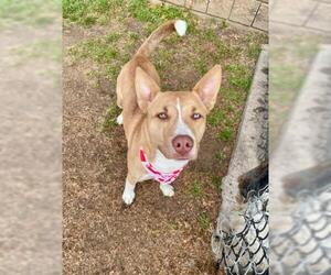 Labsky Dogs for adoption in Tulsa, OK, USA
