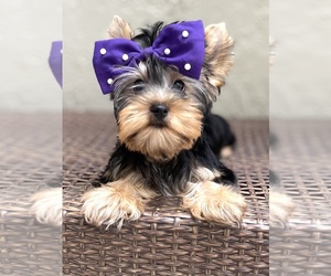 Yorkshire Terrier Puppy for sale in CORAL SPRINGS, FL, USA
