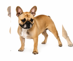 Small Photo #1 French Bulldog Puppy For Sale in HUTCHINSON, KS, USA