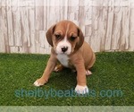 Puppy 6 Beagle-English Bulldog Mix