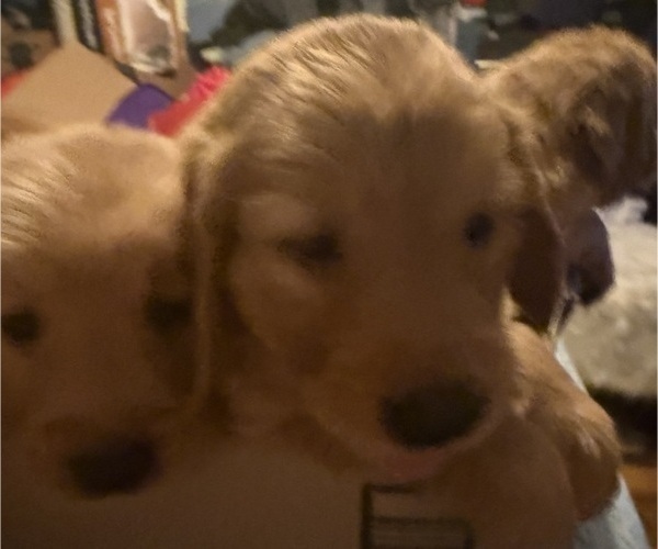 Medium Photo #12 Golden Retriever Puppy For Sale in SOMERSWORTH, NH, USA