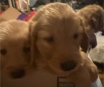 Small #11 Golden Retriever