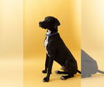 Small #18 Great Dane