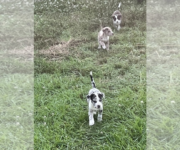 Medium Photo #8 American Pit Bull Terrier Puppy For Sale in ALBERTVILLE, AL, USA