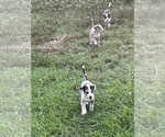 Small Photo #8 American Pit Bull Terrier Puppy For Sale in ALBERTVILLE, AL, USA