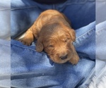 Small Photo #1 Goldendoodle Puppy For Sale in N HIGHLANDS, CA, USA