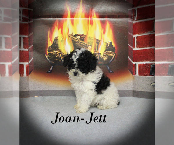 Medium Photo #21 Poodle (Toy) Puppy For Sale in CHANUTE, KS, USA