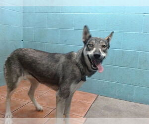 German Shepherd Dog-Siberian Husky Mix Dogs for adoption in Downey, CA, USA