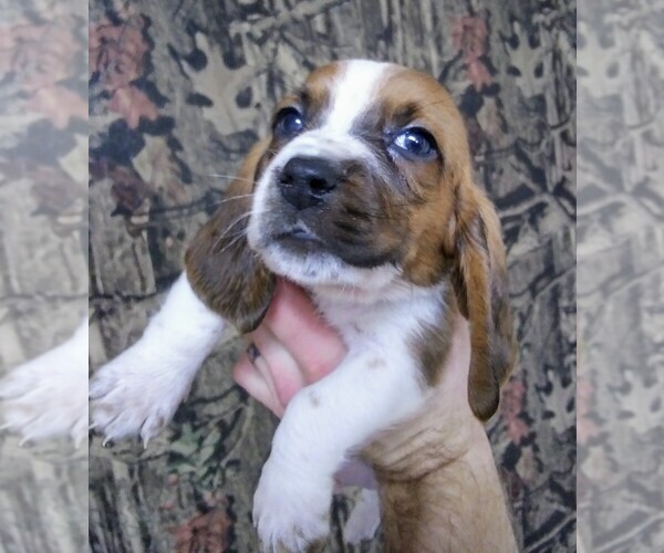 Medium Photo #13 Basset Hound Puppy For Sale in PETERSBURG, IN, USA