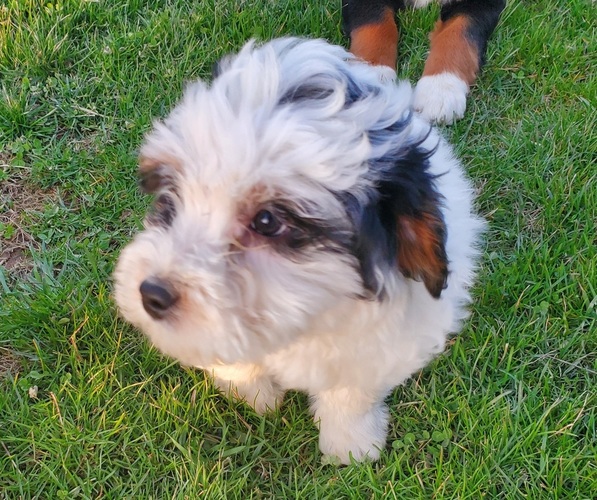 Medium Photo #5 Bernedoodle (Miniature) Puppy For Sale in LEETONIA, OH, USA